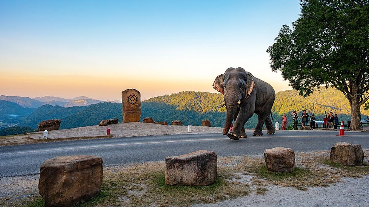 An Asian elephant walking across a road at a forested viewpoint at sunset, ears spread