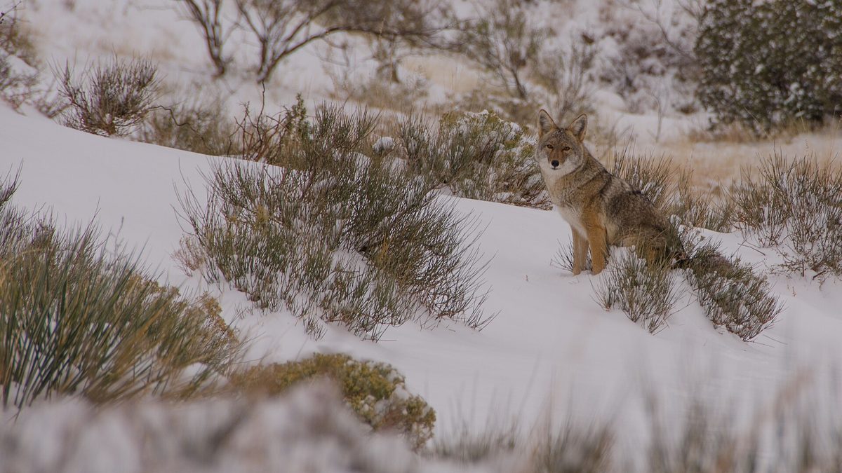 A coyote standing on a snow-covered slope among winter scrub in Palo Duro Canyon in the Texas Panhandle