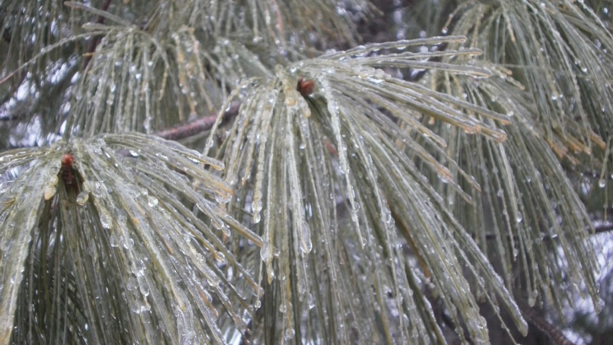 Ice coating pine needles on a tree during a winter ice storm in Virginia